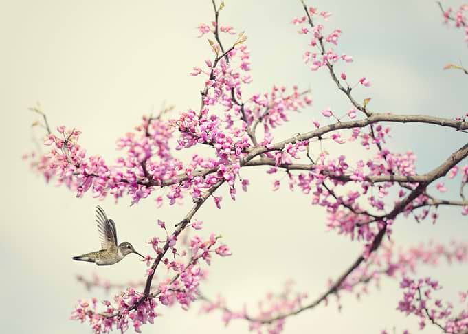 Hummingbird at Blossoms