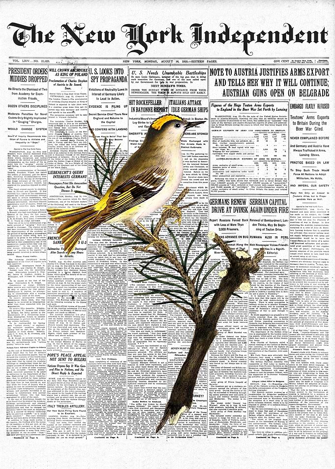 Golden Wren Bird Newspaper