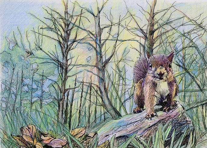 squirrel