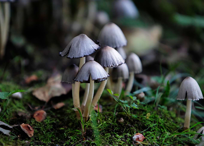 Mushrooms