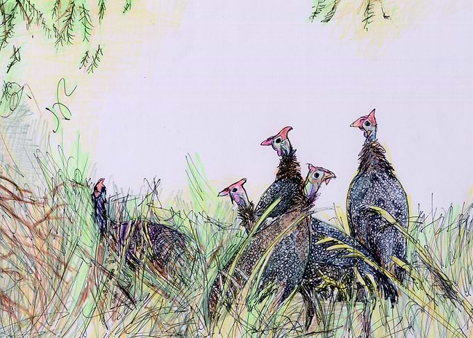 guineafowl