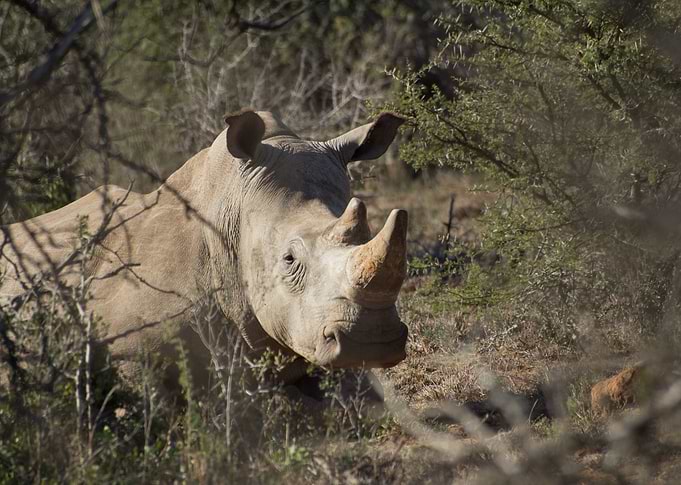 Rhino In The Underbrush
