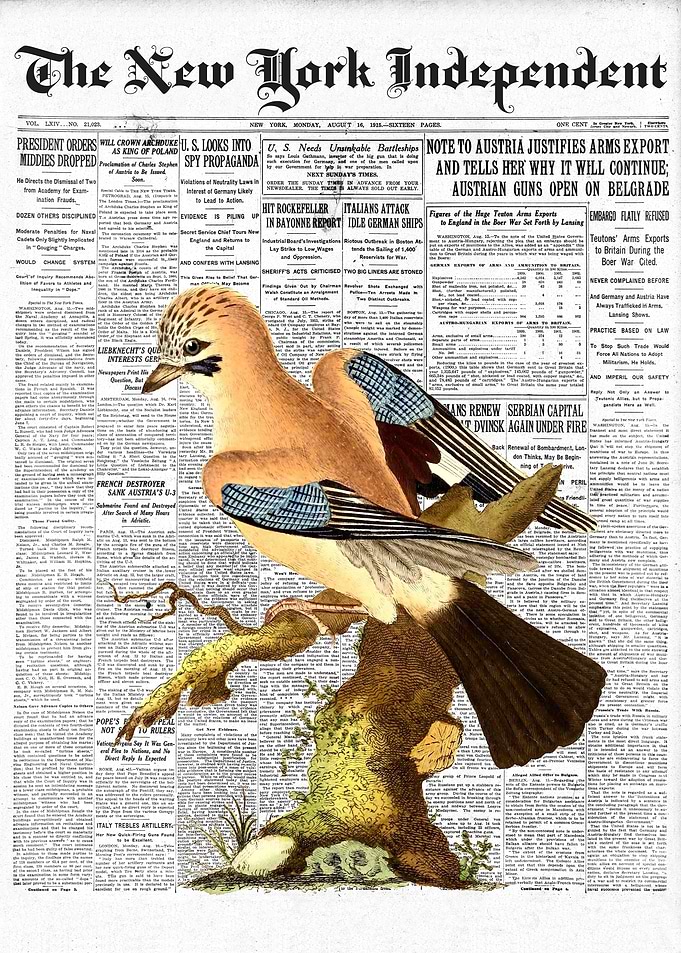 Jay Bird Newspaper