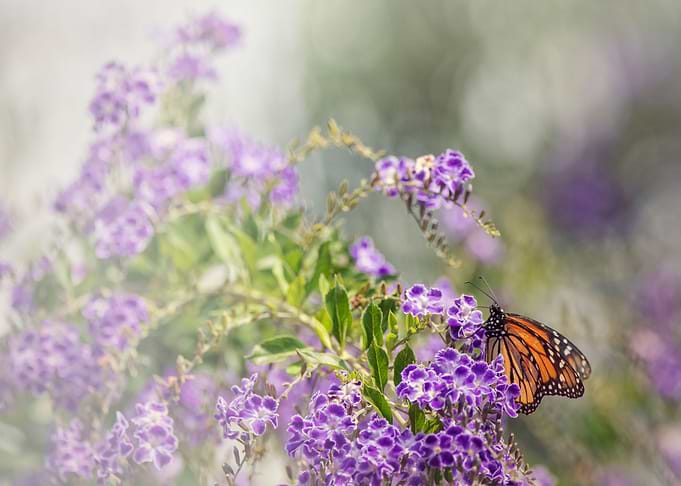 Monarch Butterfly