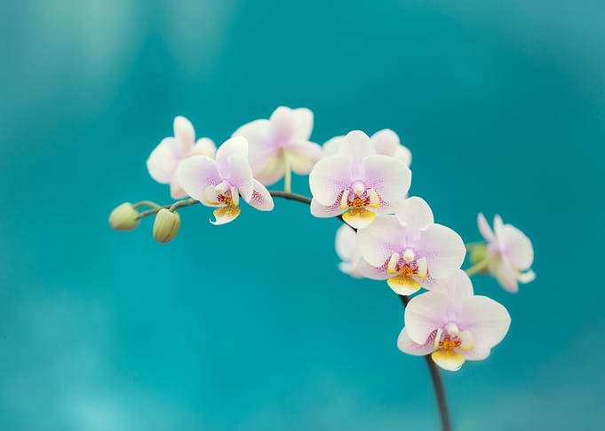 Orchids on Blue