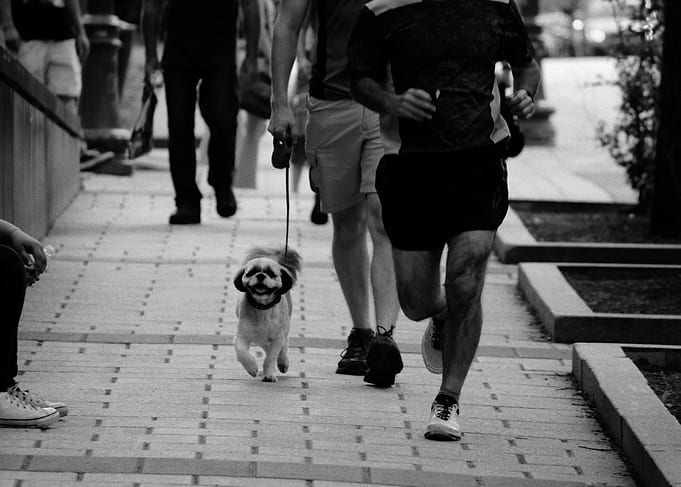 Dog
