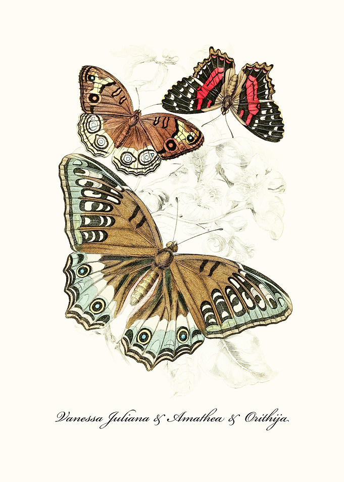 Butterfly