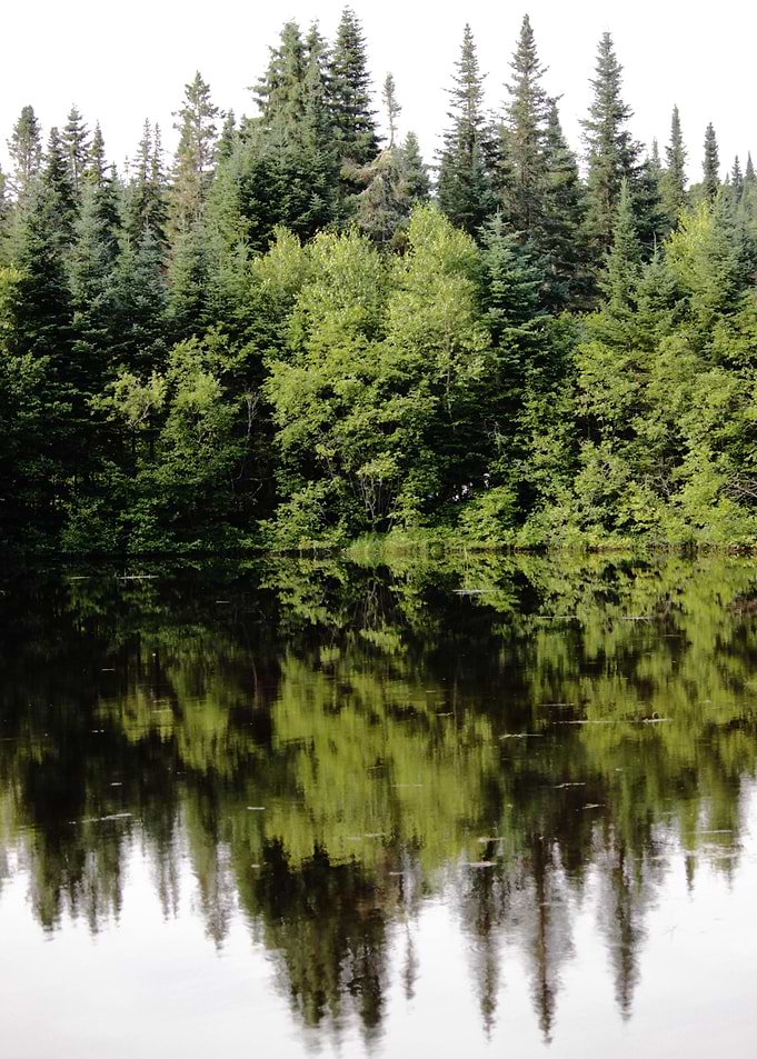 Trees