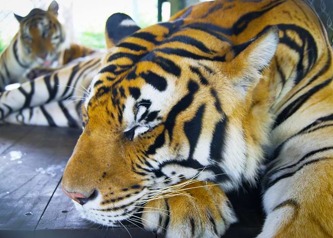 Sleeping Tiger