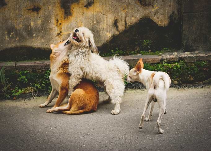 Street Dogs