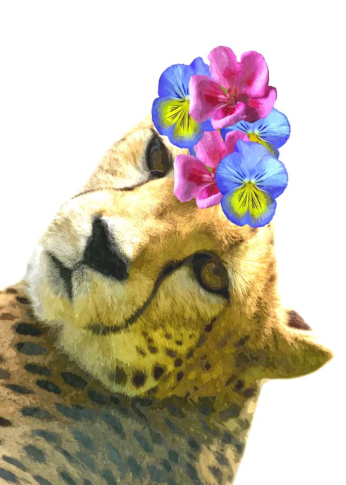 Cute Cheetah