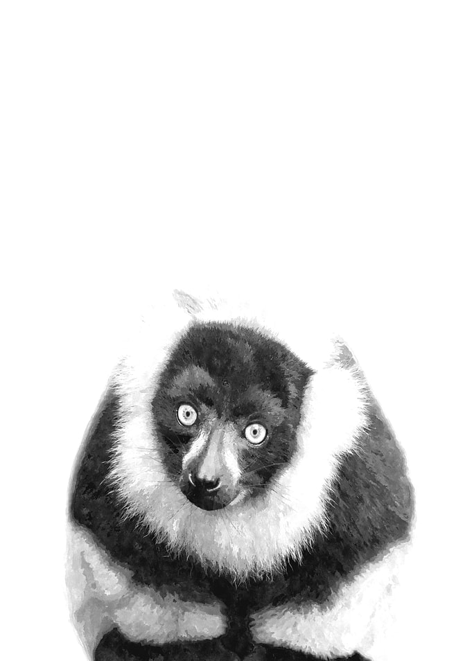 Black and White Lemur