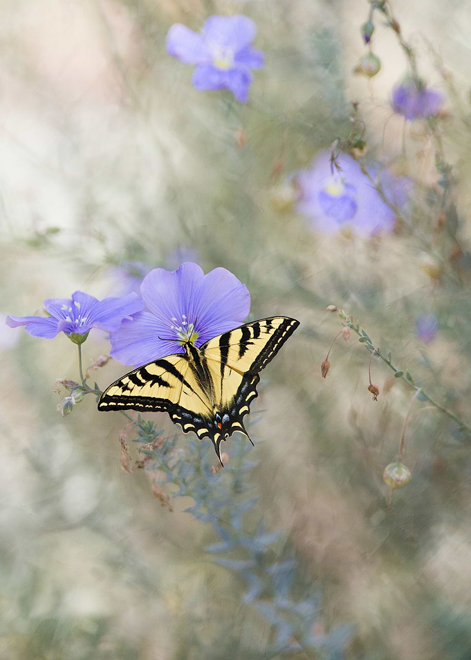 Swallowtail Butterfly
