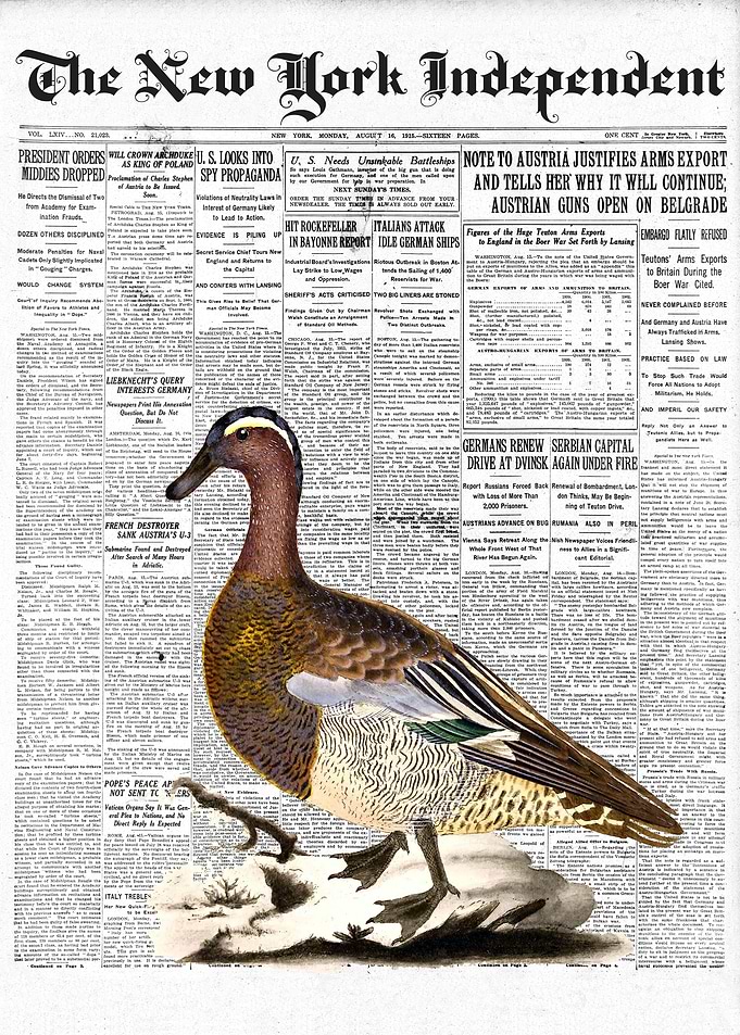 Garganey Bird Newspaper