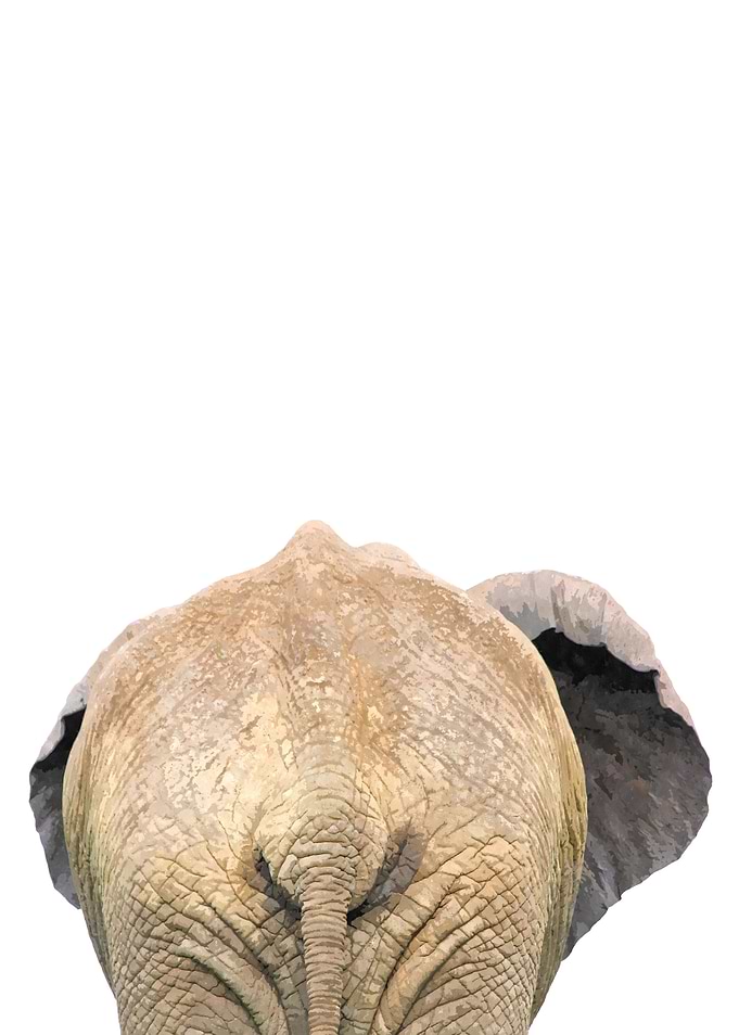 Elephant Back