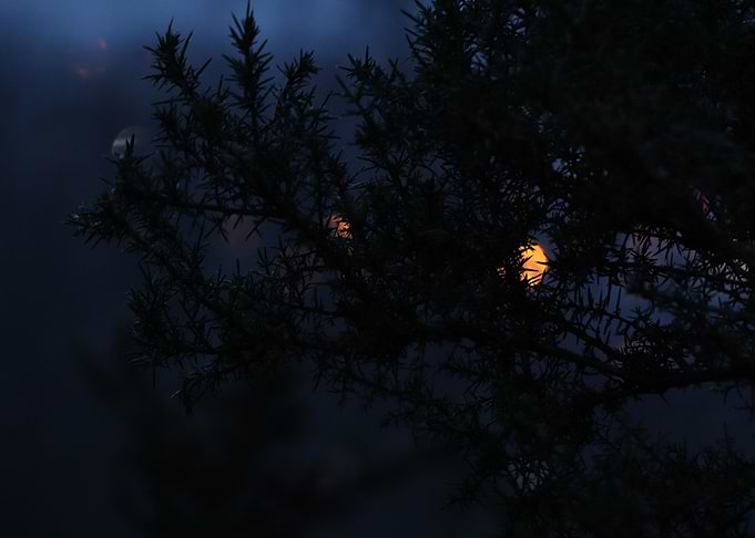 Bokeh thorns