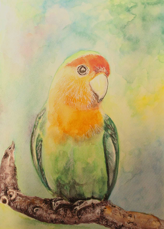Fischers lovebird