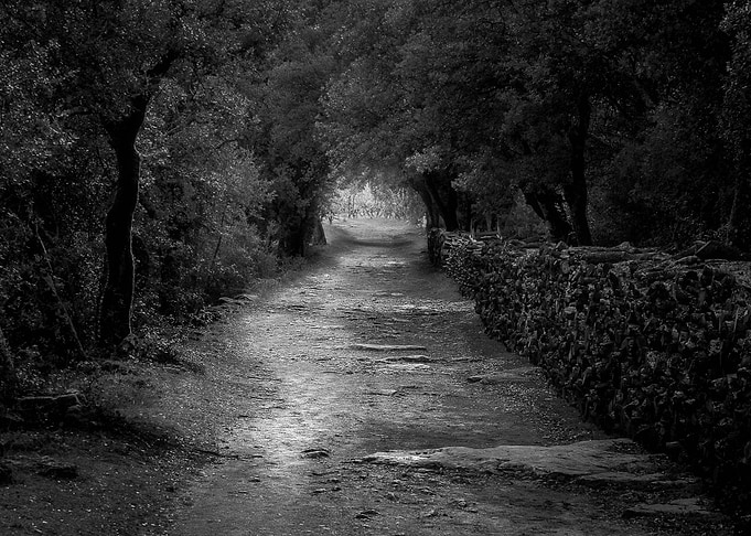 Tunnel forest