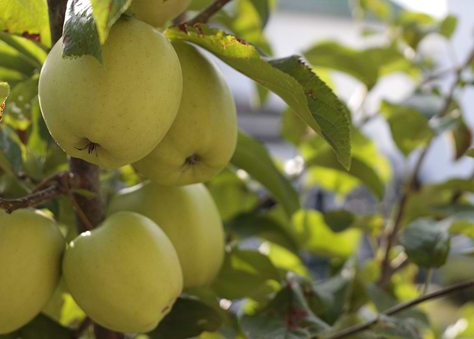 Crescent Apples
