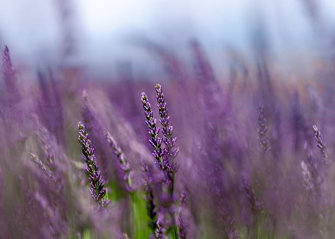 Lavender flowers field