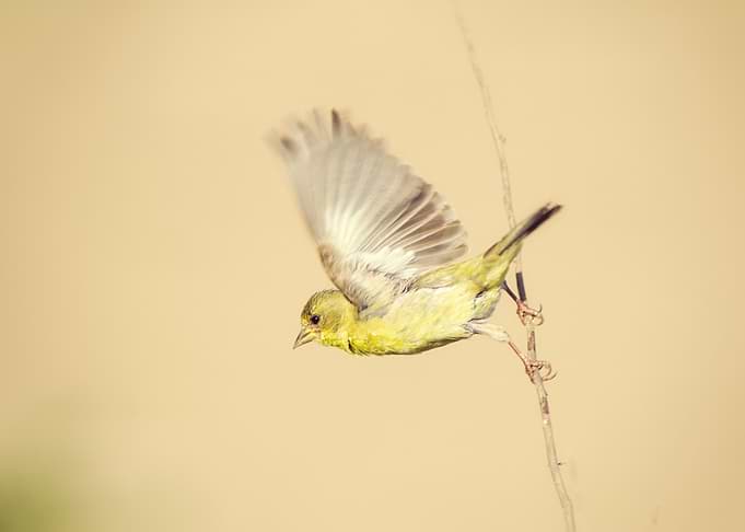 Goldfinch Flying Off Twig