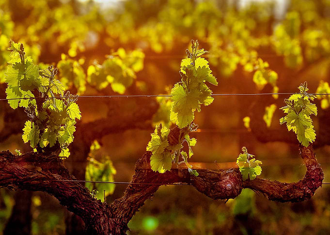 young vines