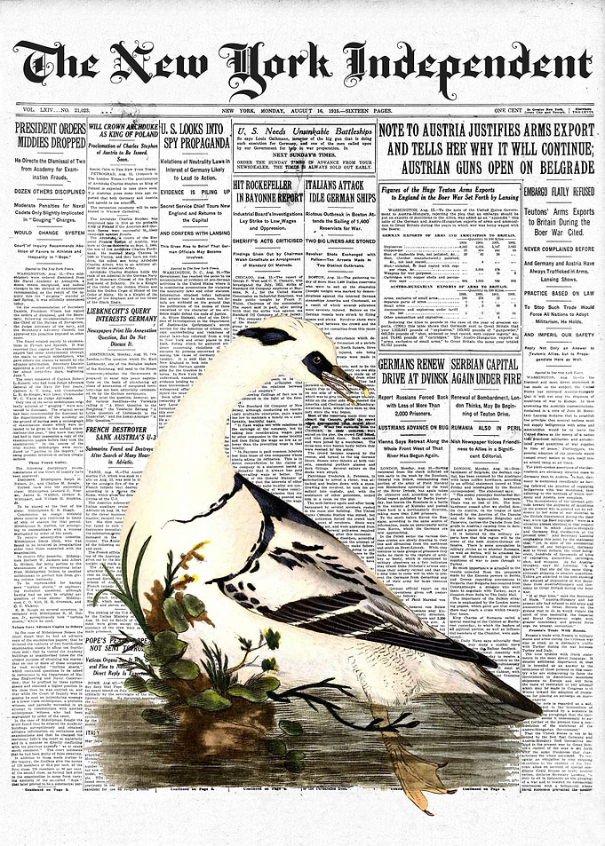 Smew Bird Newspaper