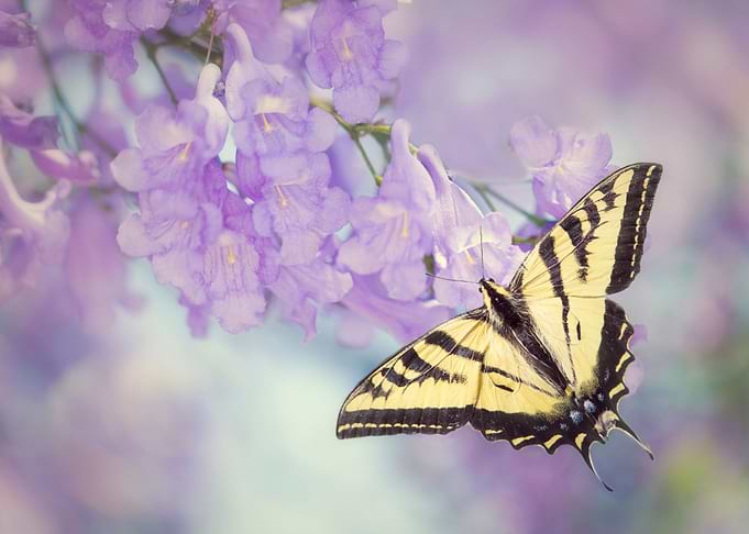 Butterfly on Purple Flower
