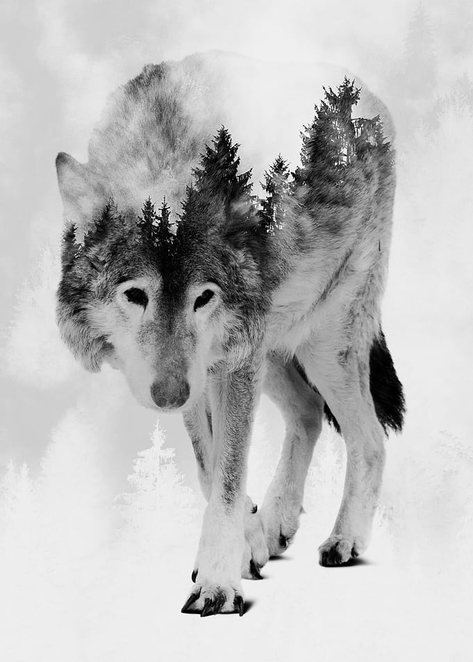 Wolf and Forest 8