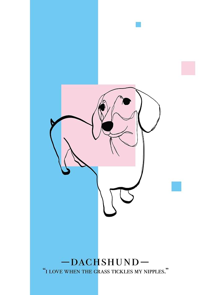 Dachshund