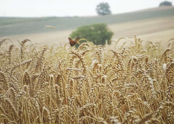 Wheat Fields of Summer