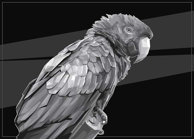 Scarlet Macaw