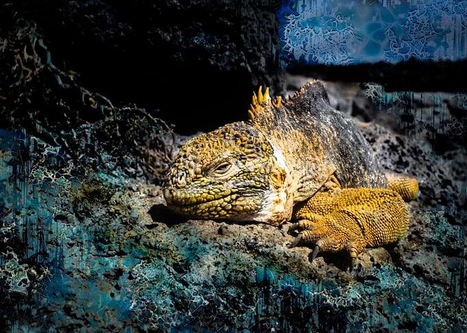 Iguana