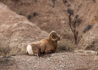 Bighorn Ram