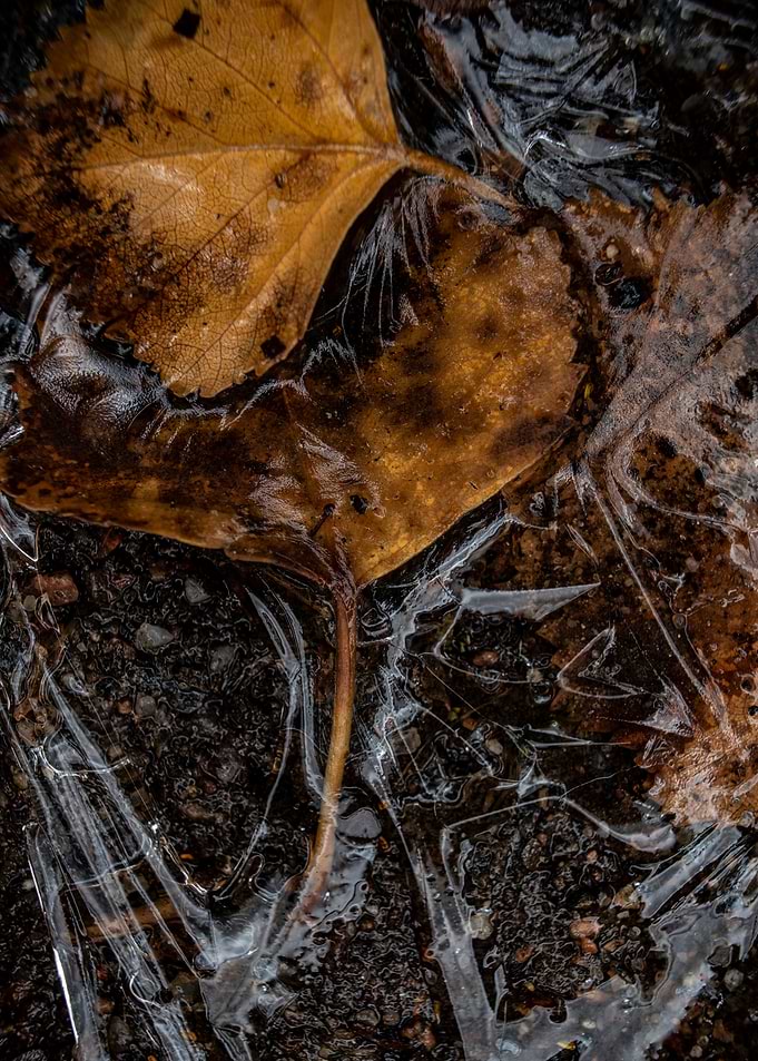 FrostyLeaf
