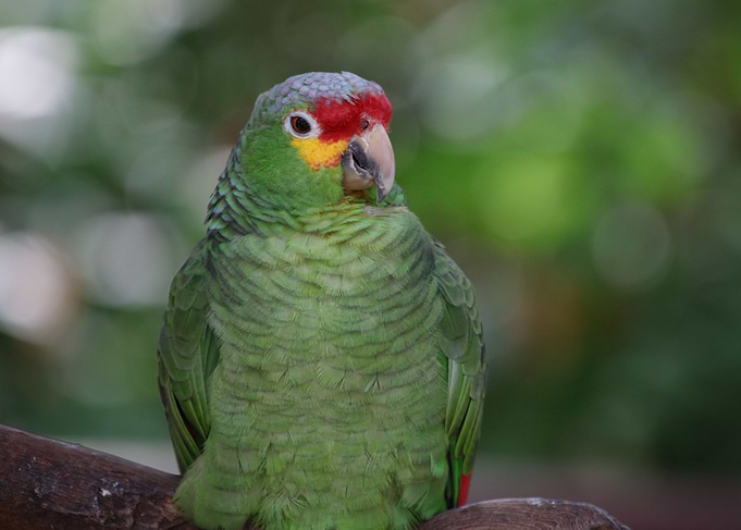 Amazon Parrot
