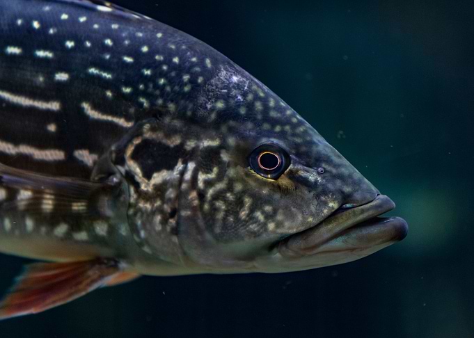 Fish