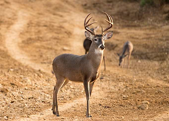 Whitetail Buck