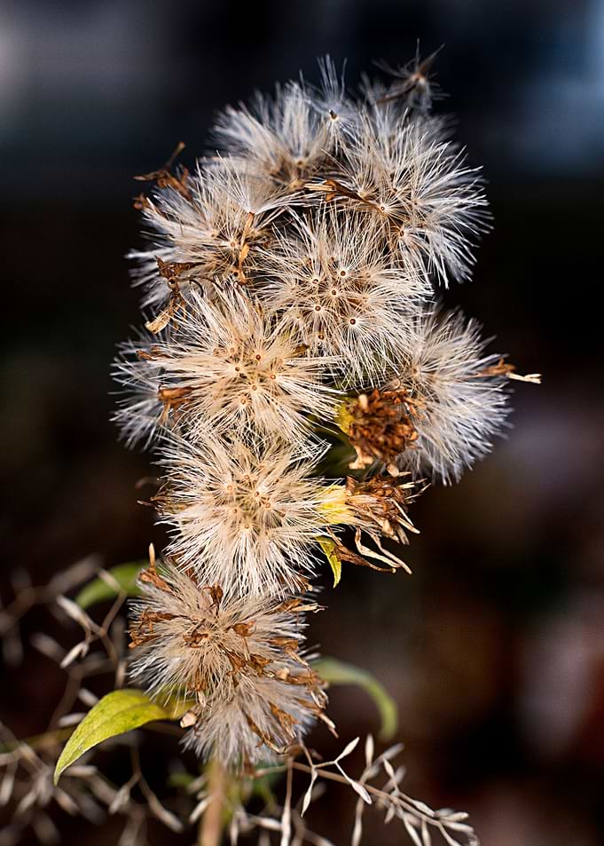 MacroFlower