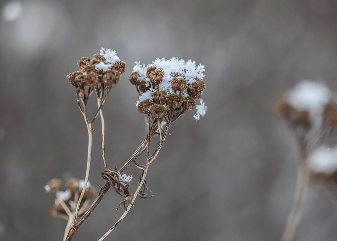 The first sign of winter