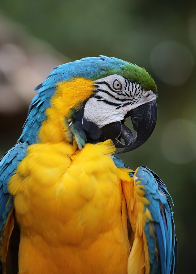 Yellow blue Macaw