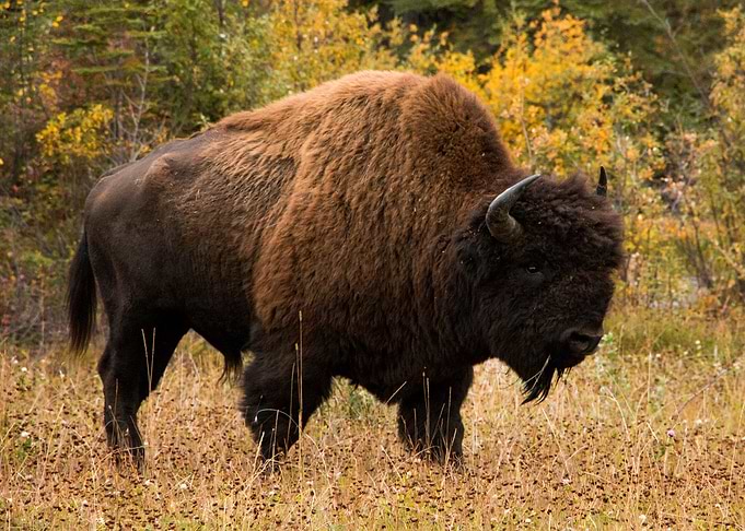 Buffalo