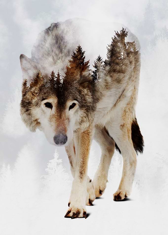 Wolf and Forest 7