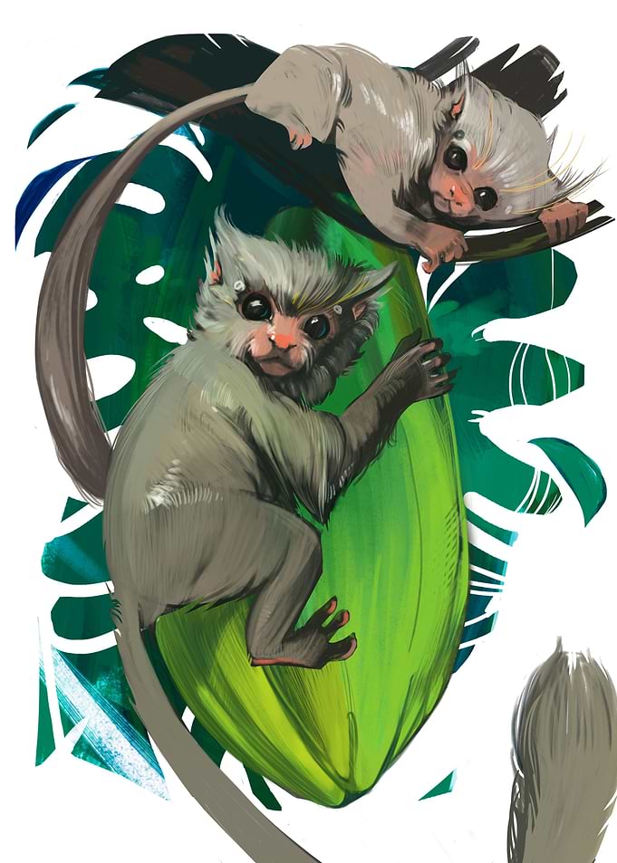 Lion tamarins