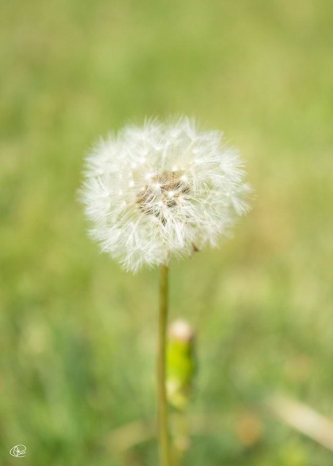 Dandelion