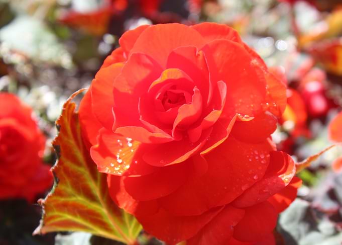 Just a rose
