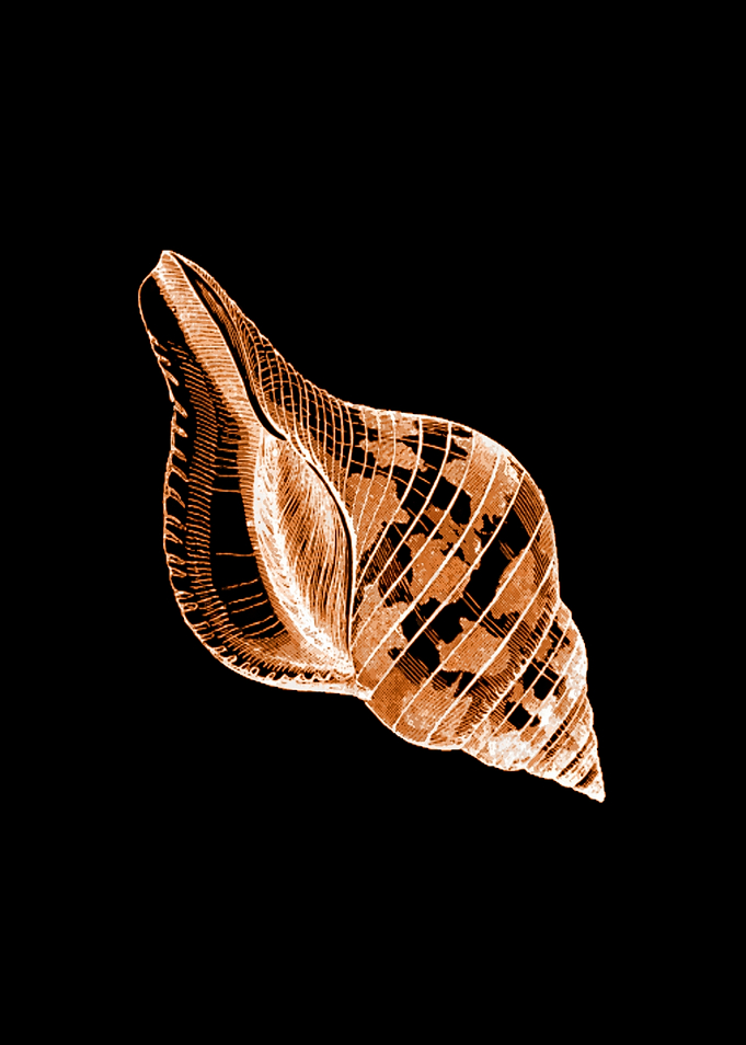 Shell Black Background