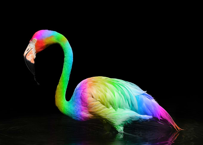 Flamingo Paradise