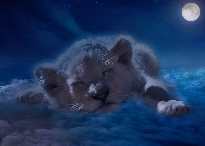 Sleepy Tiger