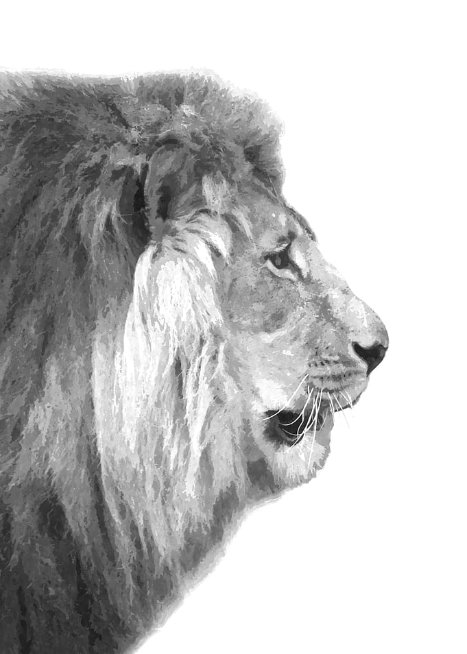 Black White Lion Profile